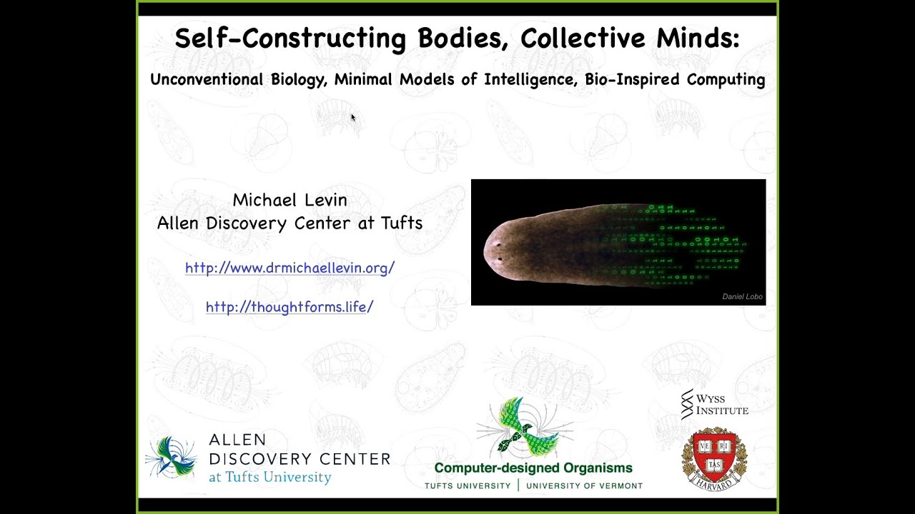 "Unconventional biology, minimal models of intelligence, and bio-inspired computing"