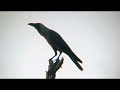 amazing crow cawing sound. /crow sound/crow call/crow voice.