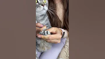 А ты стрижёшь кошке когти?