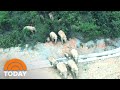 An Elephant Herd Is On A 300-Mile Journey, And Nobody Knows Why
