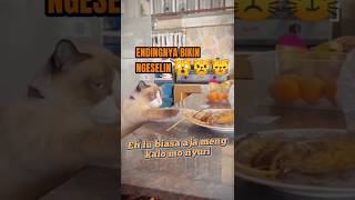 Kucing ngeselin saat ketahuan mencuri #cats #imut #kucinglucu #funny #cat #ngeselin #shorts