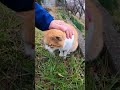 よく喋る野良猫をナデナデしてきた