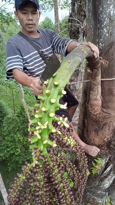 Waktu yang tepat dalam memotong Manggar adalah sore hari, menurut saya😁 #penyadaparen #palm #enau