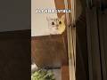 鋭い目つきの野良猫が家猫になりまん丸お目目になりました　#shorts