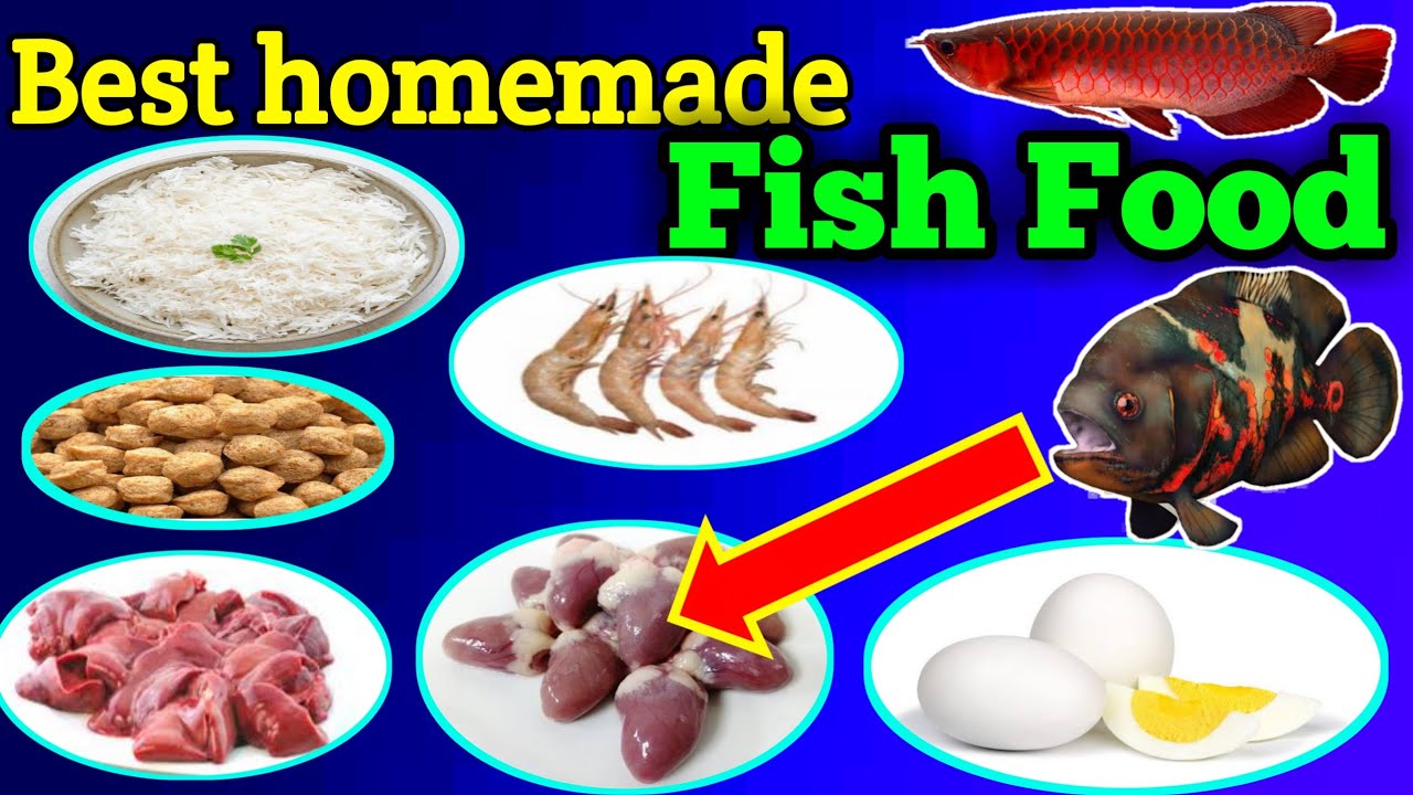 Best homemade Aquarium fish food || lockdown Aquarium shop ...