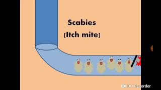 Sarcoptes scabiei (Itch mite) & Scabies الجرب