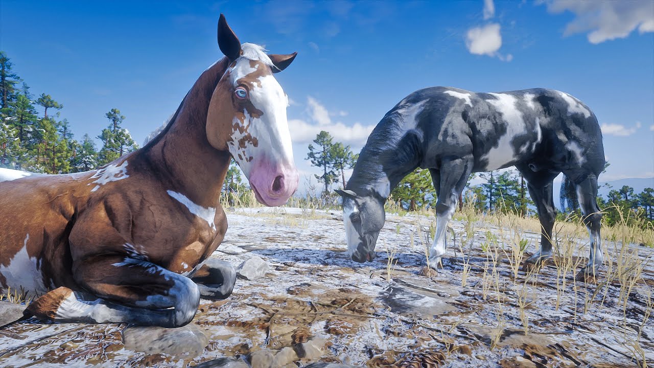 Джон Марстон приручает американских пейнтхорсов породы Оверо на ранчо Адлера.