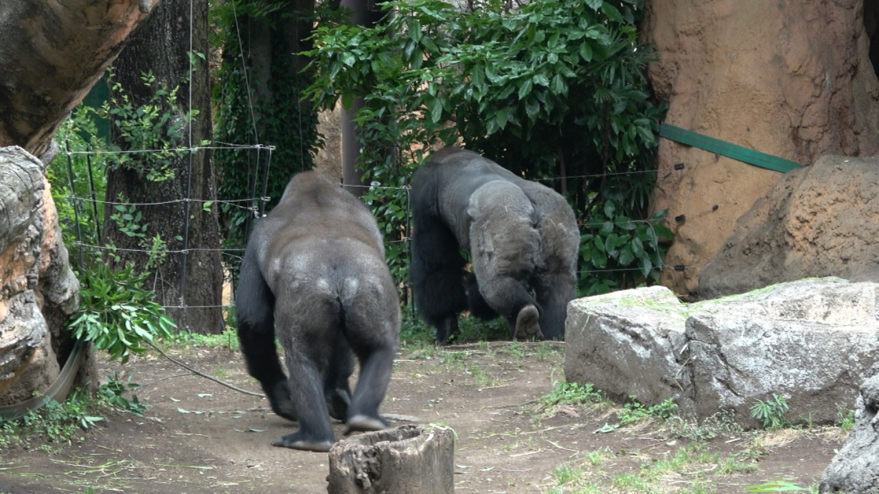 並んで歩くハオコとリキのお尻 【上野動物園】 ゴリラ 2026年6月5日