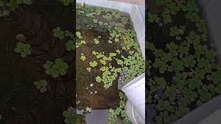 fridge box தாமரை pond setup update fish tank gourami guppy #shortvideo #tamil #fyp #viral #guppyfish