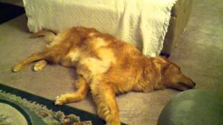 Crazy Dog - Dance After Eating Dinner.