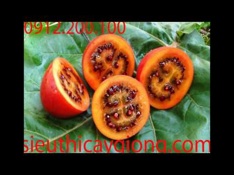 Video: Thông tin vềSolanum - Các Loại Cây Solanum Trong Vườn
