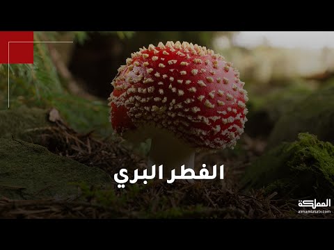 فيديو: تمليح الفطر الساخن والبارد