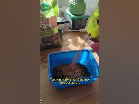 Как вырастить петунии из семян #shorts #петуния - YouTube