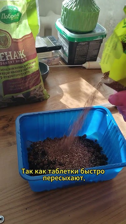 Как вырастить петунии из семян #shorts #петуния - YouTube