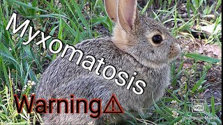 How I cured my rabbits from Myxomatosis. Resimi