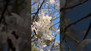 Cherry Blossoms still in bloom at Centennial Park in Hamilton #exploreontario #naturewalk #sakura