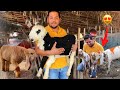 Bakri ke Bache, Kajla Chatra, Mundra Chatra, Goat Farming In Punjab, Hsn Entertainment