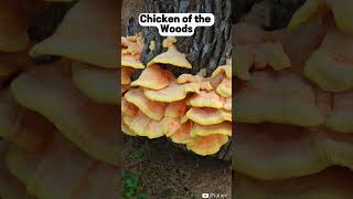 Enormous Chicken of the Woods! Choice Edible Mushroom