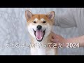 Shibainu fur remov換毛の季節がやってきた! 2024 柴犬抜毛処理