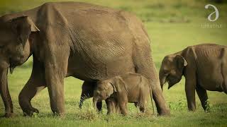 Rare Sighting of Baby Twin Elephants in Sri Lanka