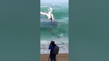 AMAZING! WHale LOOKING AT BEACH VISITORS #shark #amazing