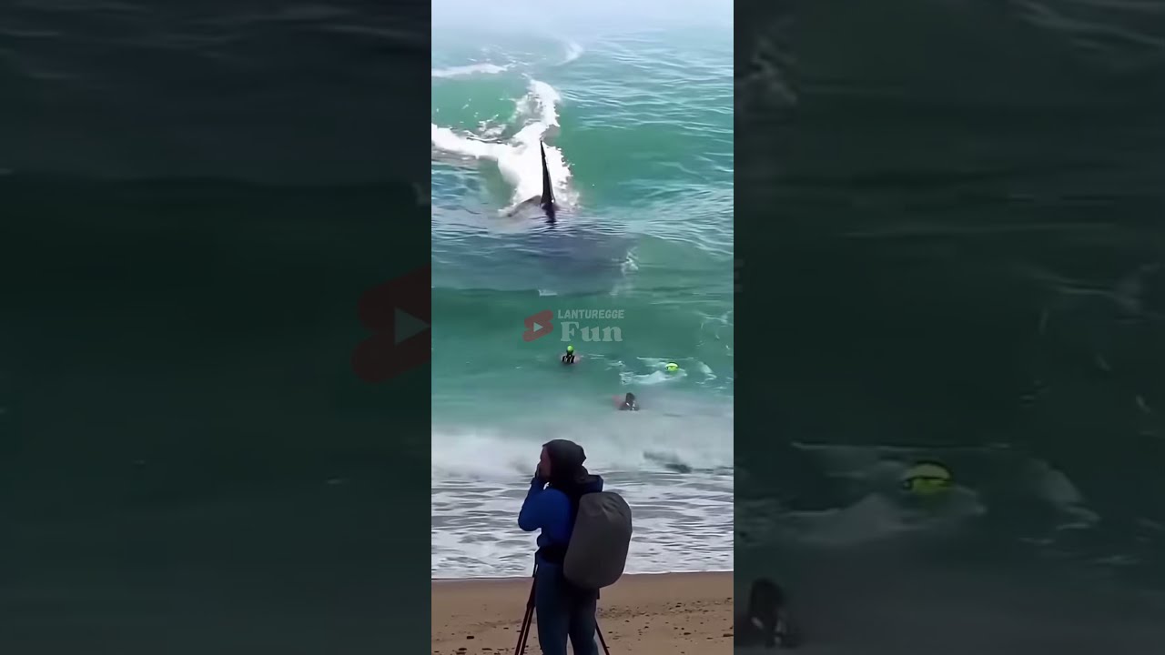AMAZING WHale LOOKING AT BEACH VISITORS Shark Amazing