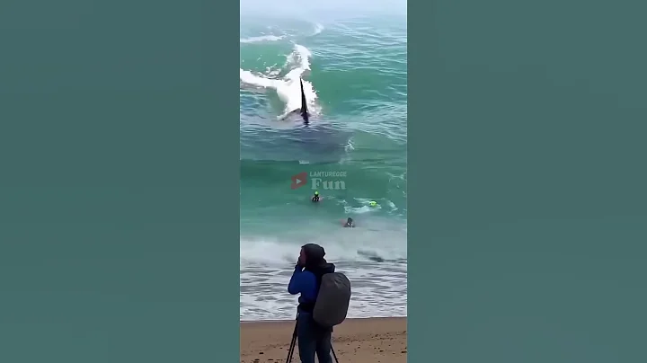 AMAZING! WHale LOOKING AT BEACH VISITORS #shark #amazing