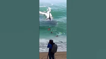 AMAZING WHale LOOKING AT BEACH VISITORS Shark Amazing 