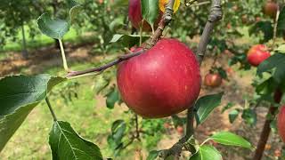 令和2年　つがるりんご始める