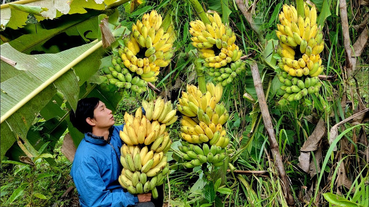 Picking ripe bananas to sell - Cooking for yourself | Triệu Văn Tính
