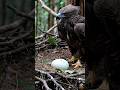 A Martial Eagle Is Born | Rare Hatching Moment