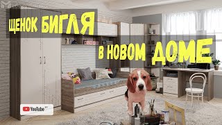 Купил щенка Бигля. Начало новой истории)