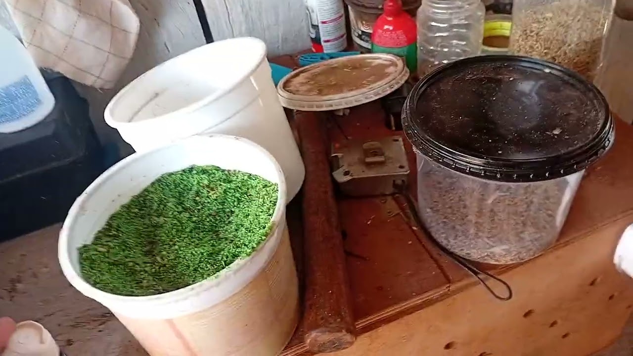 Depois de un tempo  voltei na ativa mostrando meus canario