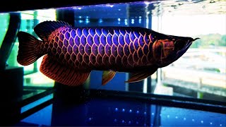 Top 5 Most Beautiful Super Blue Base Crossback Arowana