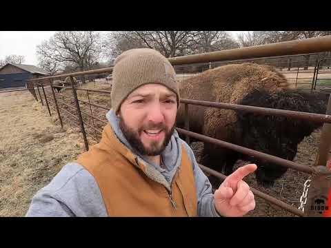 Video: Ar bizonai ir galvijai gali būti auginami kartu?