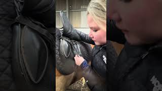 Unit 5- tacking up a horse (flatwork tack)