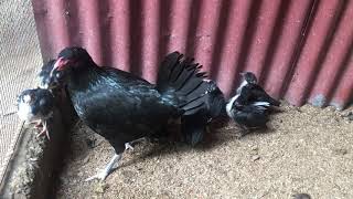 Rampuri Asil Hen Hatched