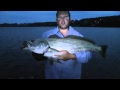 MULLOWAY Predators Of The Estuary REEL IT IN MULLOWAY Predators Of The Estuary REEL IT IN