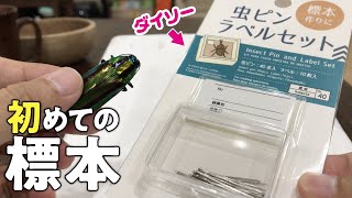 ダイソーの虫ピンで初めての標本に挑戦【タマムシ編】