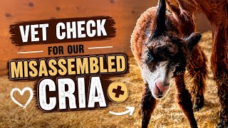 Vet Check For Our Misassembled Cria