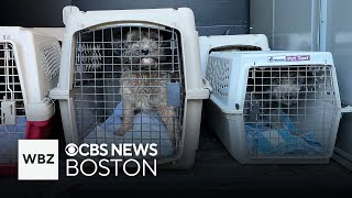 Dozens of animals found living in poor conditions in Middleboro home