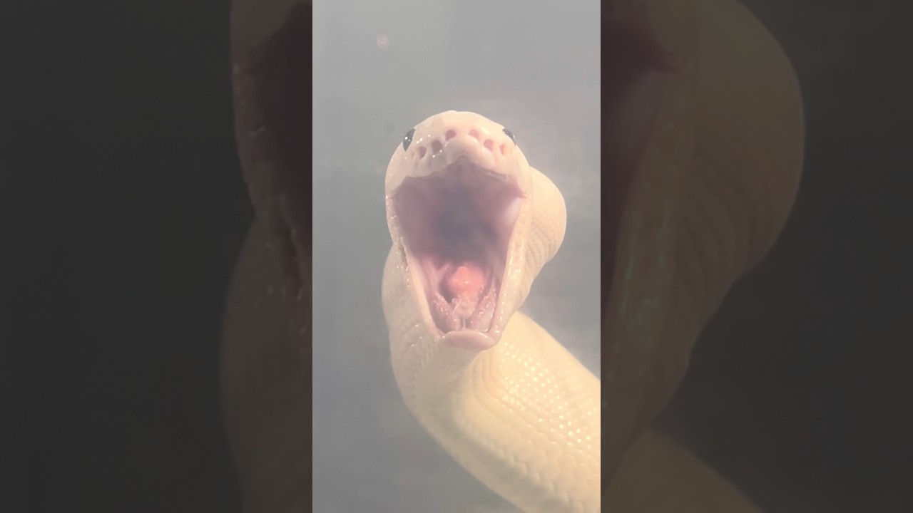 OROCHIMARU | Super Fire Royal / Ball Python | 