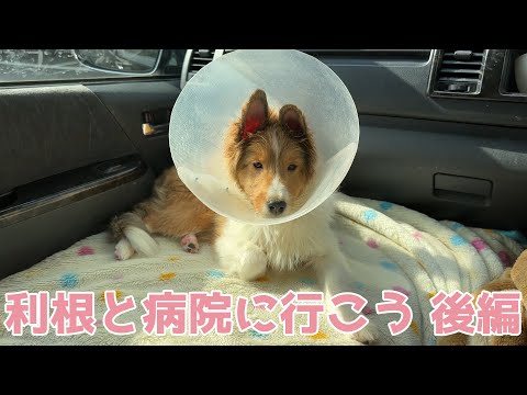 【シェルティ】利根と病院に行こう🐾【後編】
