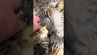 #wachteln #wachtelhaltung #küken #kükenliebe #hühner #tierliebe #chicken #hühnerhaltung #funny