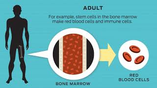 What Are Stem Cells