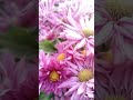 flowers#nature #love #gerden