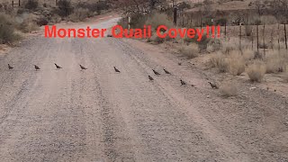 MASSIVE Gambels Quail Covey. See the covey flush at the end!