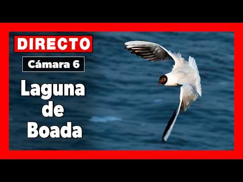 Laguna de Boada Wetland live cam preview