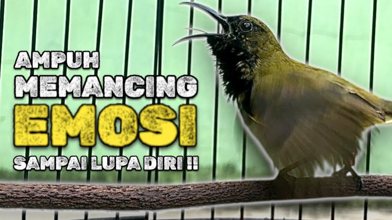 Gila Parah! Pancingan Sogon Ini Bikin Lawan Lupa Diri & Auto Ngamuk #sogongacor #pancingansogon 