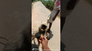 Village Encounter with a Langur 🤍🐒!